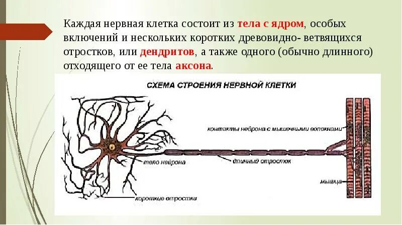 Какую функцию выполняет нервная ткань в организме. Строение мышечной и нервной ткани. нервная ткань схема. нервная ткань состоит из клеток. схема нервной ткани человека.