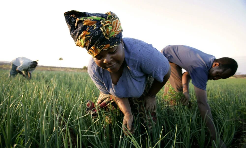 Проблемы восточной африки. Зимбабве сельское хозяйство. Мины земледелие. African Farmer.