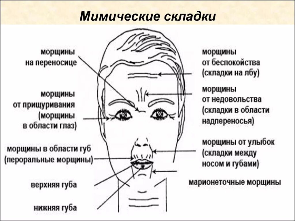 Физиогномика лоб. Физиогномика лица складки на лице. Физиогномика морщины. Физиогномика морщины на лбу. Складки физиогномика.