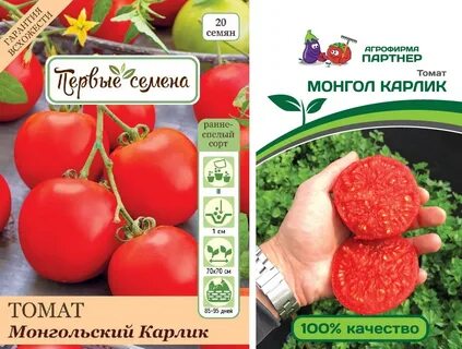 Помидор монгольский карлик описание сорта фото отзывы