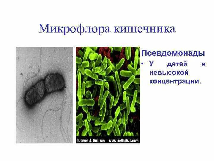 Микрофлора 16. Микрофлора. микрофлора кишечника. нормальная микрофлора кишечника. микрофлора легких.