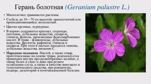 Герань описание