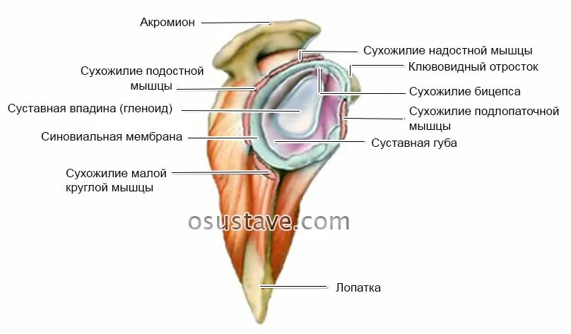 Суставная губа плечевого сустава анатомия мрт. Суставная губа плечевого сустава анатомия латынь. Суставной капсулит плечевого сустава. Губа гленоида плечевого сустава анатомия.