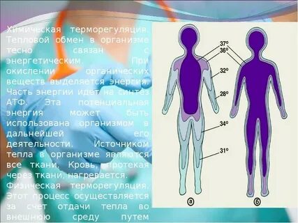 Какие структуры человека участвуют в терморегуляции огэ