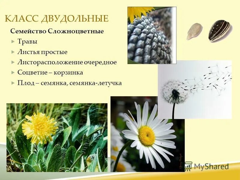 тип плода семянка. плод и семя сложноцветных. сложноцветные плод семянка. для каких семейств характерны плоды семянки. для каких семейств характерны плоды семянки.