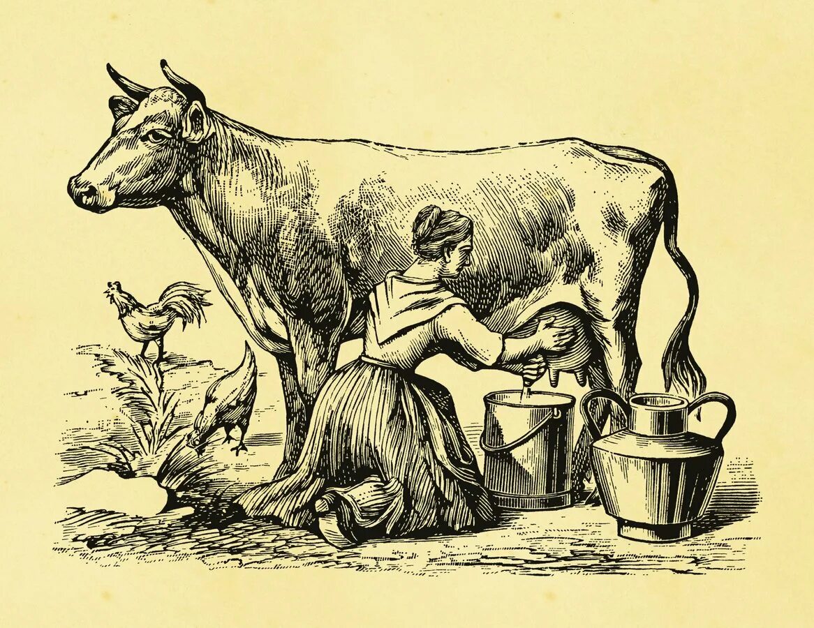Молоко в древности. Корова гравюра. Дойка коров. Дойка коров в древности. Бабушка доит корову.