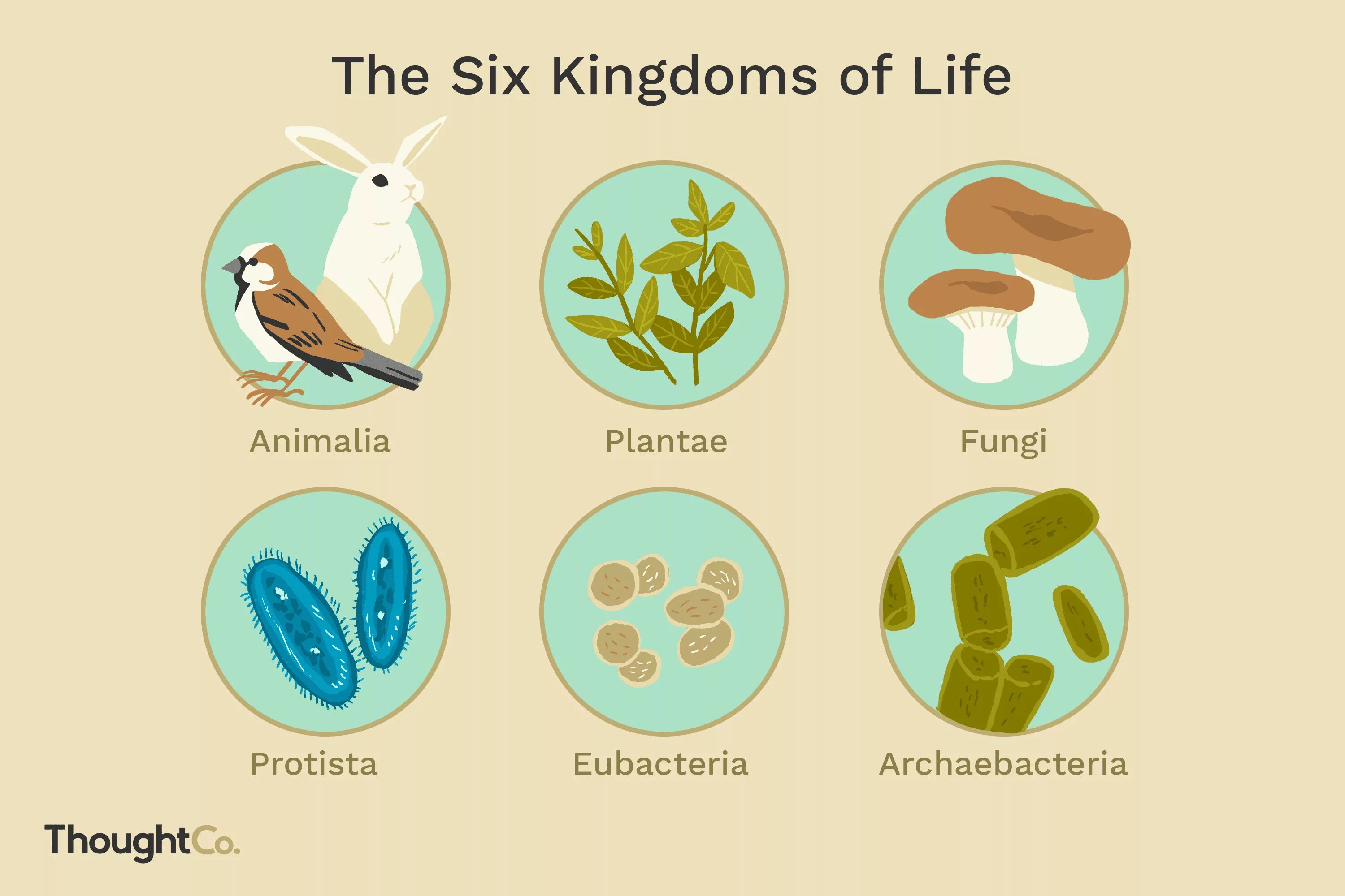 Living Organisms. Kingdoms of Living Organisms. Characteristics of Living Organisms. Kingdoms of Biology. Animal organism