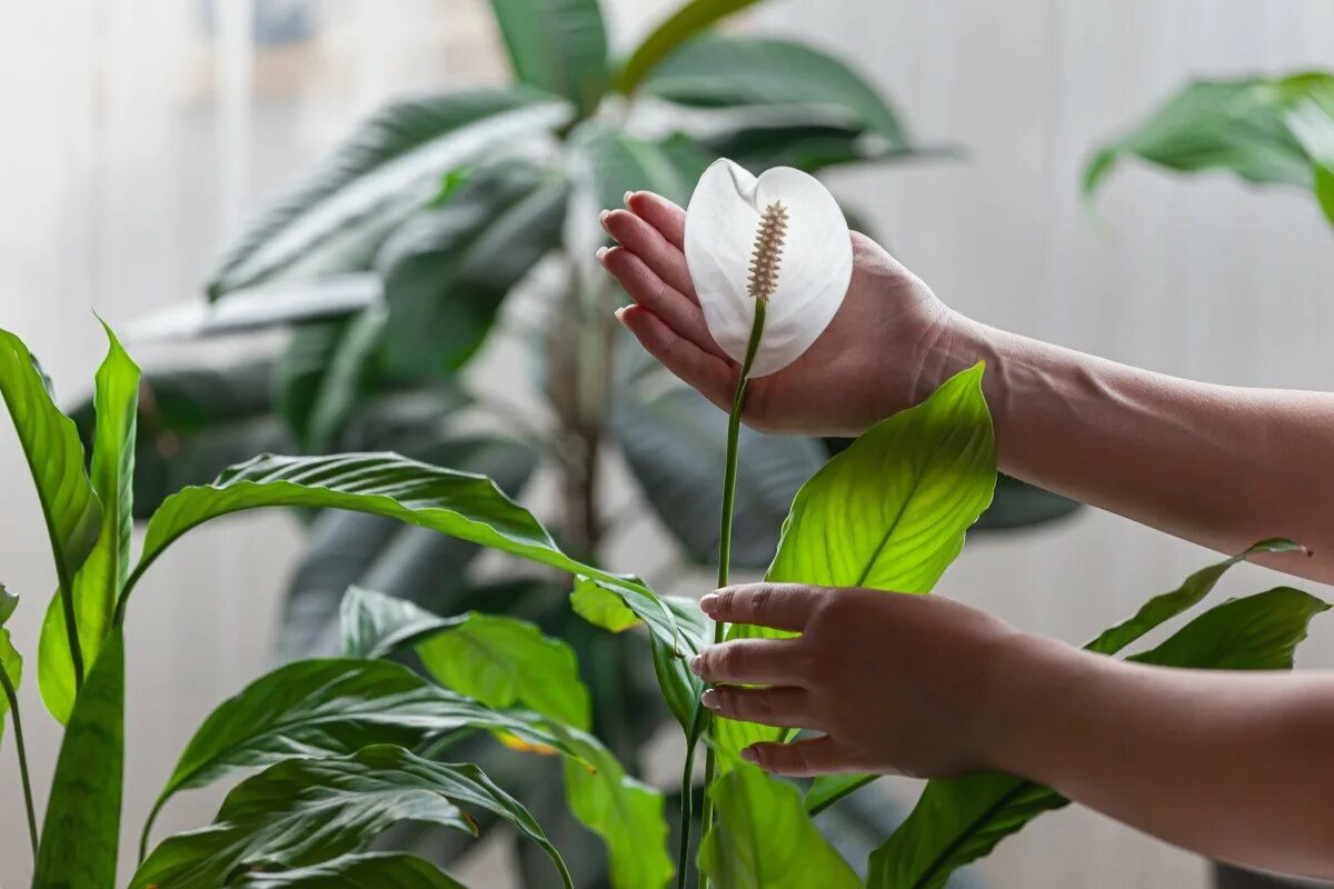 Почему не растет спатифиллум. Спатифиллум floribundum. спатифиллум уоллиса (spathiphyllum wallisii). спатифиллум (peace lily).