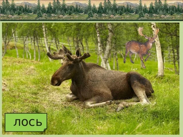 Разнообразие природы родного края (Московская область)
