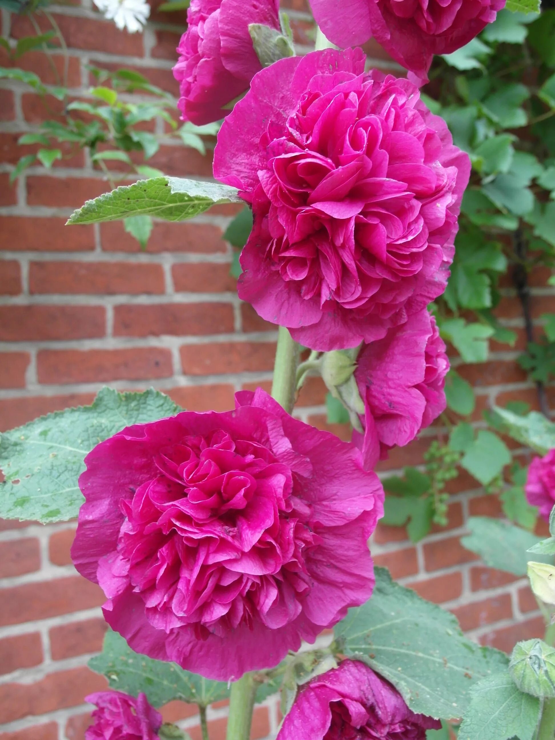 шток-роза alcea rosea. мальва шток роза махровая. мальва (шток-роза, просвирник). мальва цветок махровая. шток роза скарлет.