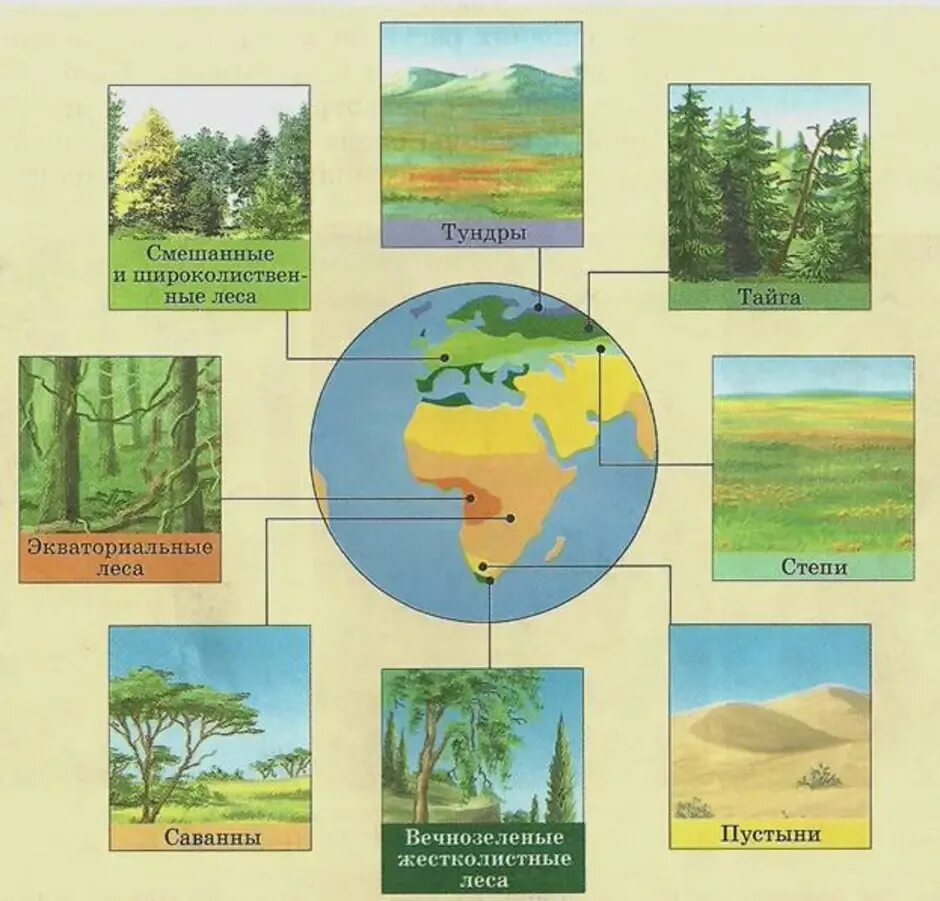 Растительность природных зон земли биология. Изображение природных зон. Растения разных климатических зон. Природные зоны иллюстрации. Схема природных зон.