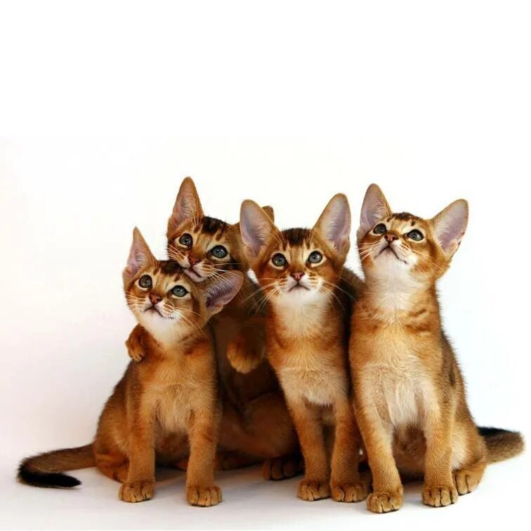 Сибирская сторожевая кошка. Самые умные кошки породы топ 10. Самые умные кошки. Красивые и умные кошки. Породы кошек таблица.