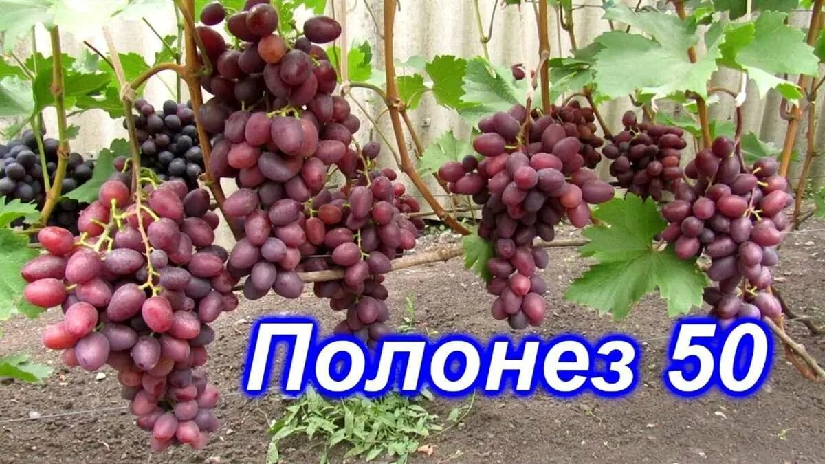Энергодар виноград полонез. Полонез 50 виноград описание. Виноград полонез описание. Виноград полонез описание. Виноград полонез описание.