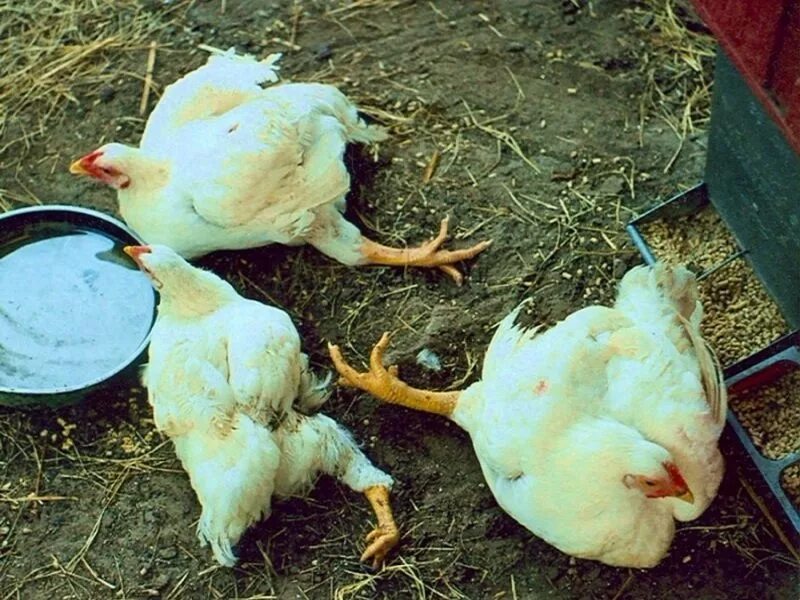 Болезни цыплят симптомы лечение