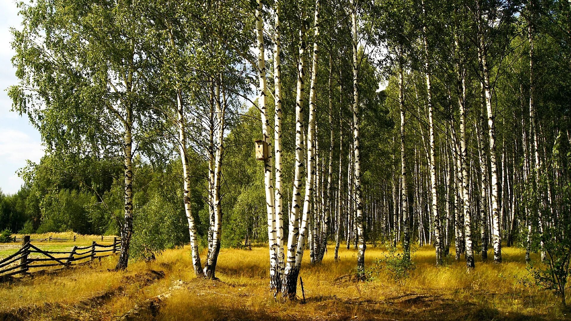 Родной край связь. Березовая роща Омск. Березовая роща. Березовая роща озеро Ивановская область. Березовая роща Таруса.