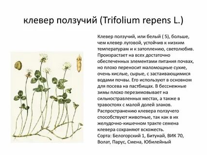 Какой плод у клевера ползучего