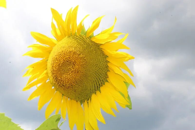 Подсолнух 2023. Брошь подсолнух крючком. Подсолнух 2023. Подсолнухи фото на рабочий стол. Подсолнух 2023.