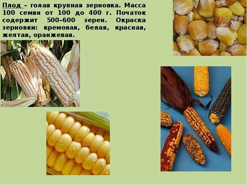 Кукуруза относится к группе. Плод кукурузы Зерновка. Кукуруза Свитстар. Восковидная кукуруза. Гибрид кукурузы п7043.