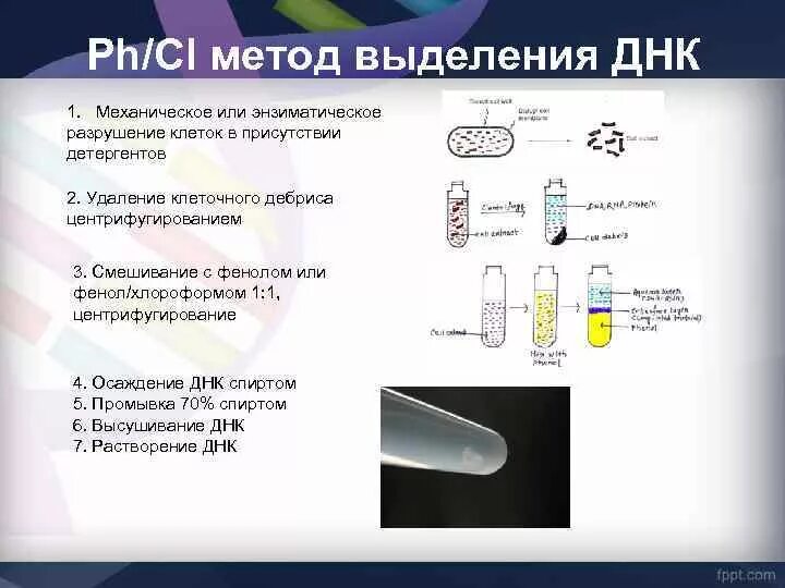 Процесс выделения днк. Выделение ДНК фенол хлороформной экстракции. Фенольный метод выделения ДНК. Методика выделения ДНК Boodram это. Выделение ДНК методом сорбции.