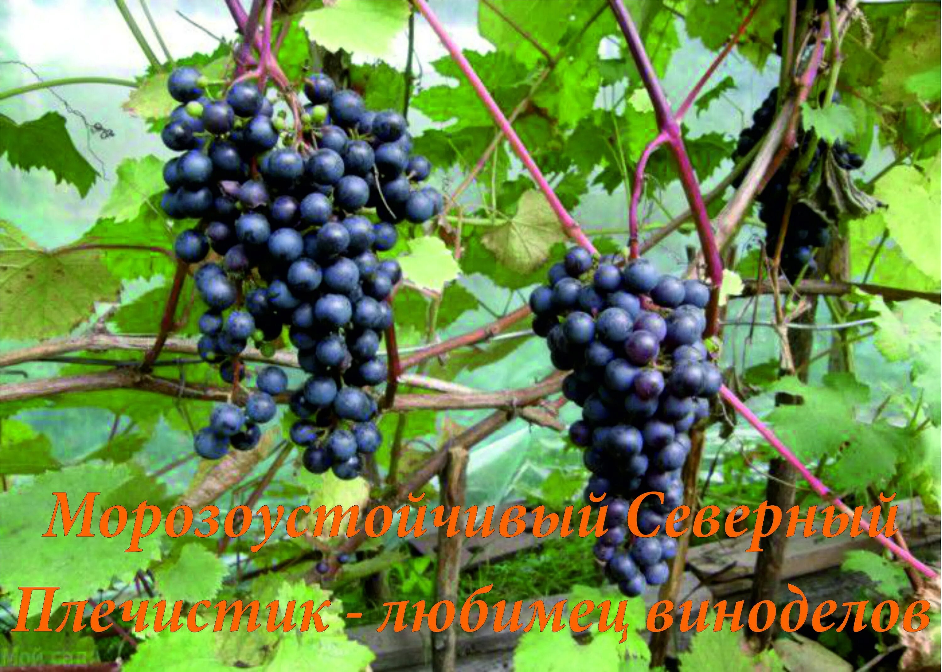 Пино-фран сорт винограда. Плечистик сорт винограда. Виноград северный ранний. Виноград памяти домбковской. Виноград кодрянка.
