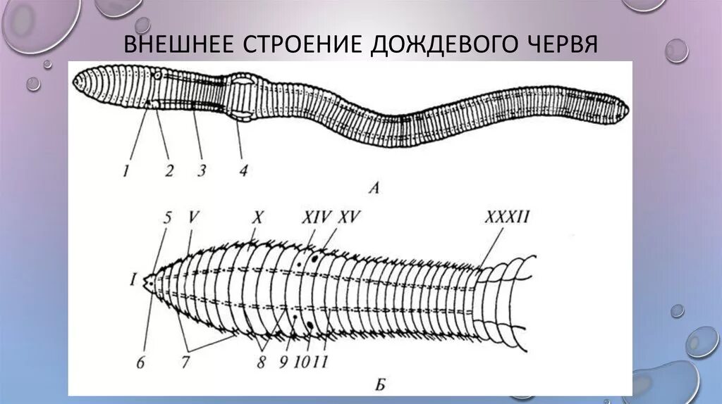 Спинная сторона червя. Кольчатые черви внешнее строение. Внешнее строение дождевого червя. Внешнее строение дождевого червя рисунок. Дождевой червь строение поясок.