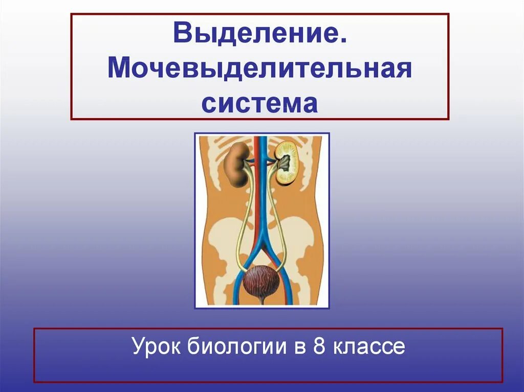 Выделительная система биология 8 класс. Строение выделительной системы человека. Выделение органы мочевыделительной системы. Мочевыделительная сис. Урок выделение 8 класс