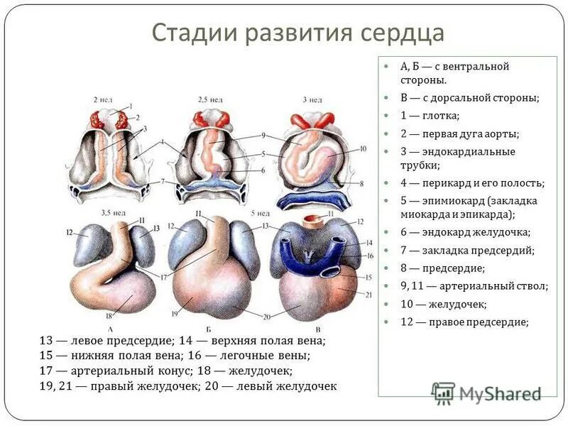Развитие сердечно сосудистой системы. Ранняя стадия развития сердечно-сосудистой системы. стадии развития сердца анатомия. развитие сердца возрастные особенности сердца. стадии развития сердца таблица.