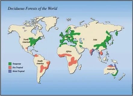 Were are the forests