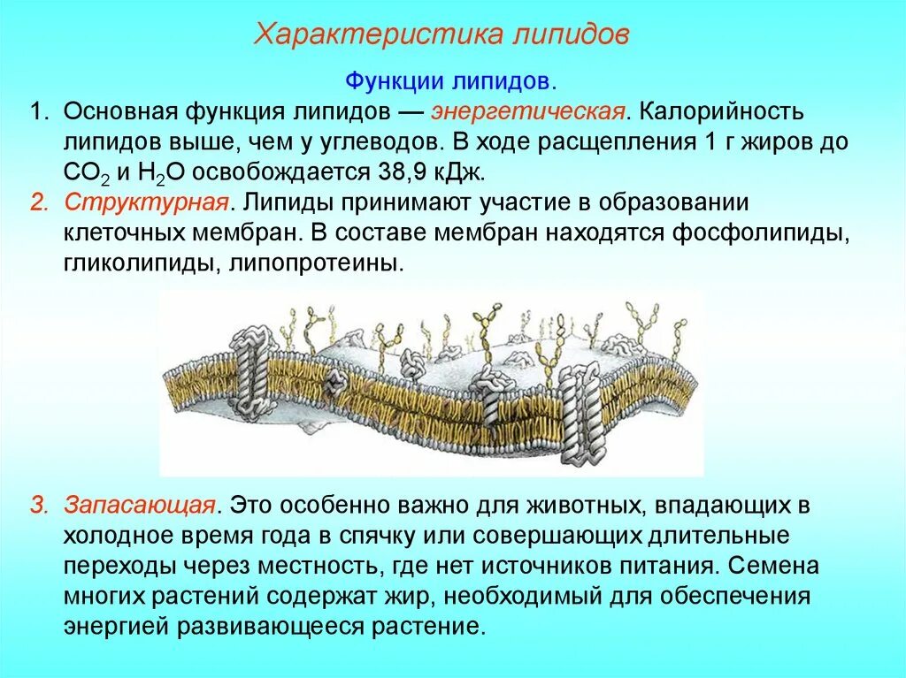 Липиды выполняющие строительную функцию. Функции липидов энергетическая запасающая. Запасающая функция липидов. Функции липидов в организме.