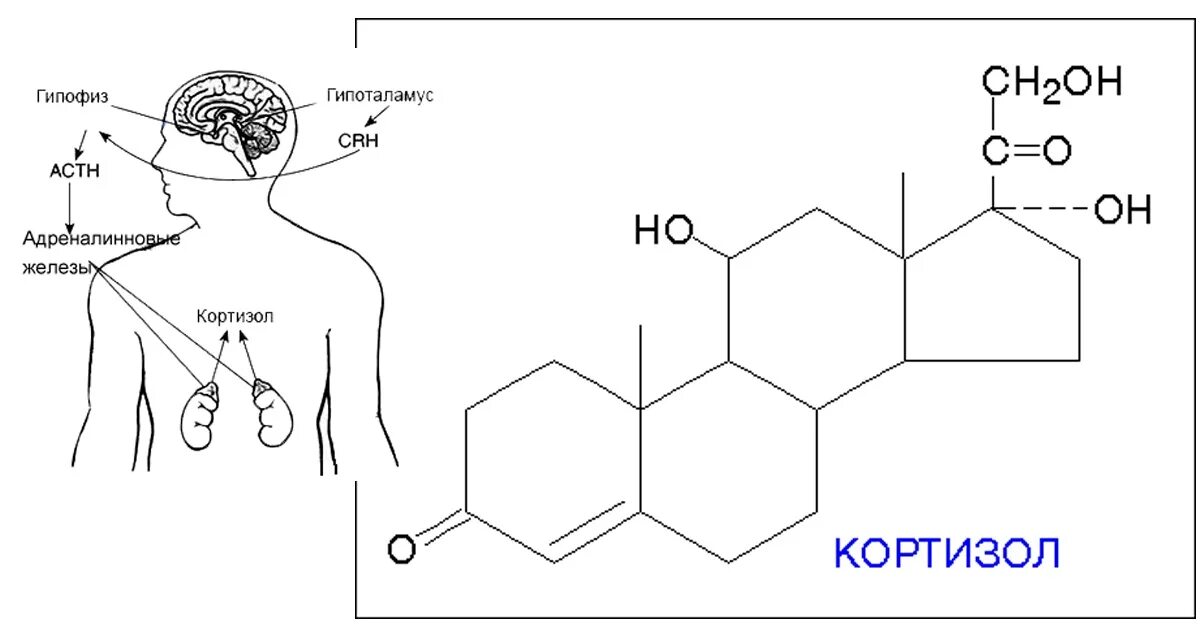 Кортизол химическая формула. Гормон кортизон химическое строение. Кортизол структурная формула. Строение кортизола биохимия. Кортизол и пролактин