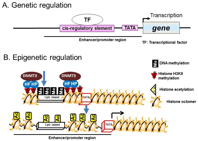 Cpg последовательность ДНК. Cpg мотив это. Gene Regulation. Подик Gene. Reg b