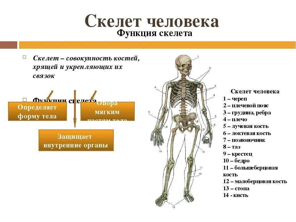 Анатомия опорно двигательная система скелет. Кости скелета биология 8 класс конспект. Строение скелета 8 класс биология. Строение костей 8 класс биология.