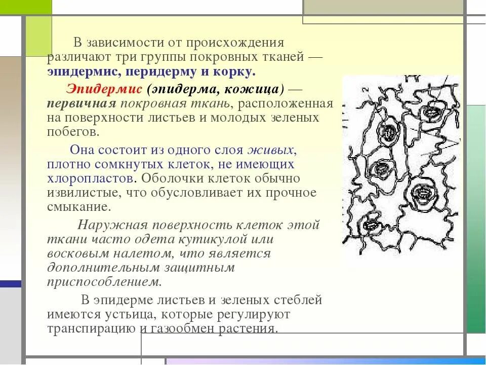 Ткань эпидерма. Ткани растений эпидерма. Первичная покровная ткань эпидерма кожица. Строение эпидермиса растений. Группа в зависимости от происхождения