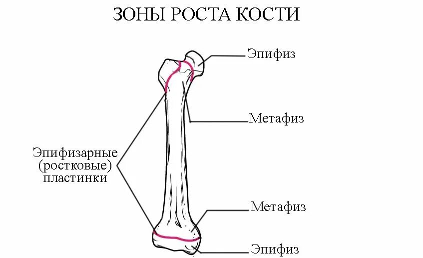Рост трубчатых костей в толщину. Зона роста трубчатых костей. Строение трубчатой кости эпифиз диафиз. Кость эпифиз метафиз диафиз. Зона эпифизов костей и рост.