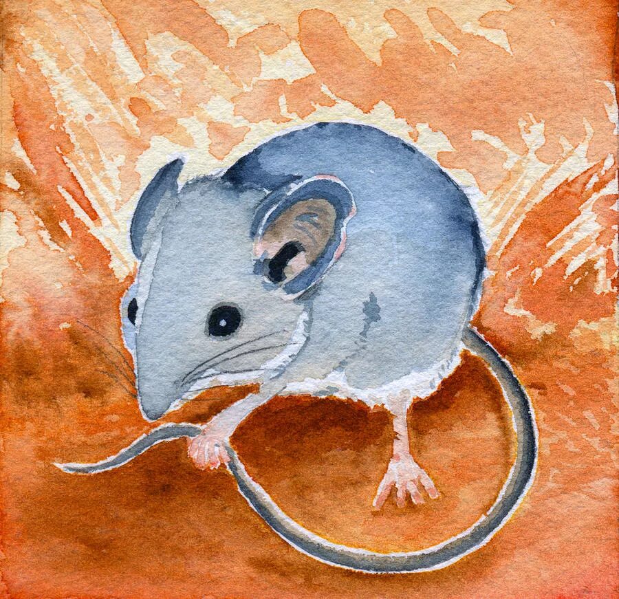 Наведи мышь. Мышь акварелью. Мышка рисунок. Мышь красками. Мышонок рисунок.