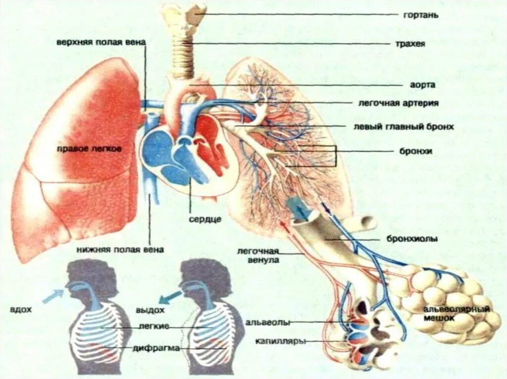 Лс влияющие на функции органов дыхания. Лекарственные средства влияющие на функции органов дыхания. Средства влияющие на функции органов дыхания фармакология. Дыхательная система схема фармакология.