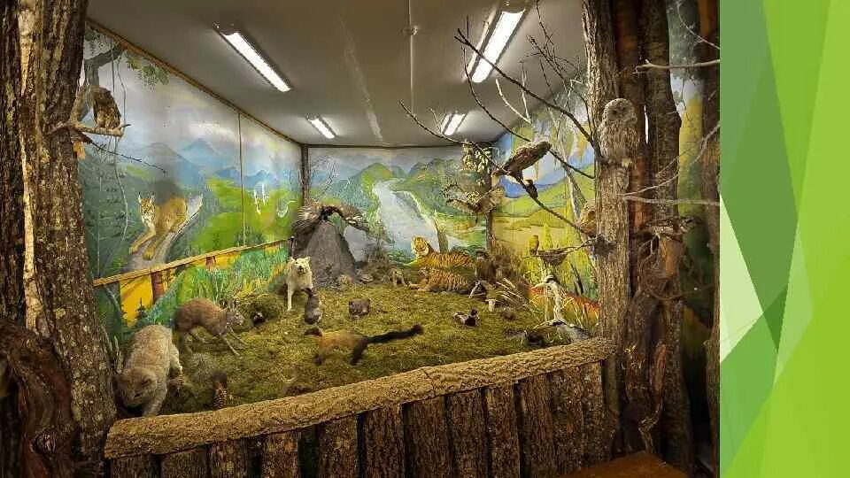 Мини музей домашние питомцы в доу. Мини музей в детском саду домашние животные. Мини музей домашние животные в младшей группе. Мини музей домашние питомцы в доу. Музей домашних животных в детском саду.