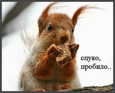 Почему приходи белочка