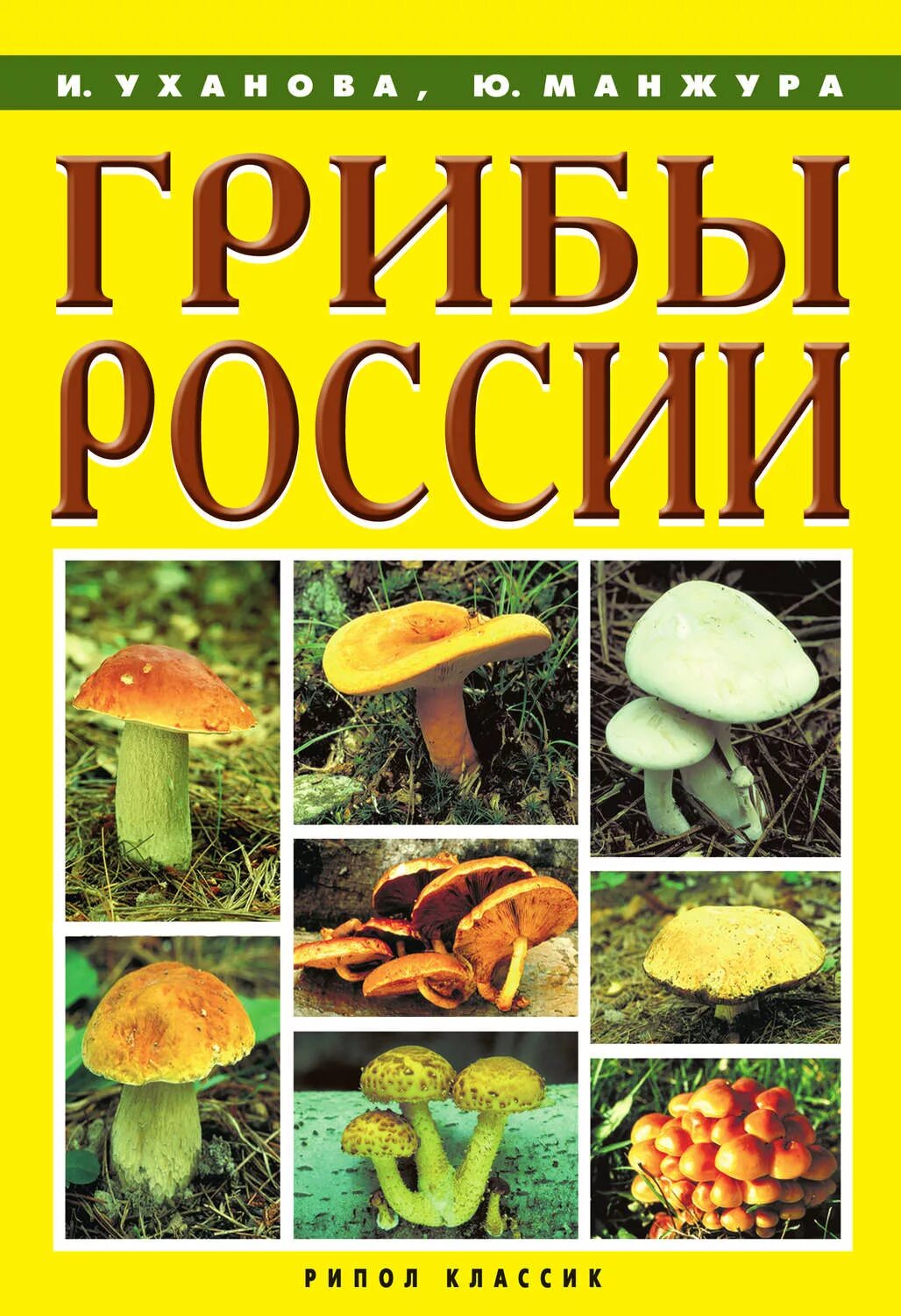 Грибы России. Грибы России энциклопедия. Про грибы обложка книги. Съедобные грибы книга обложка.