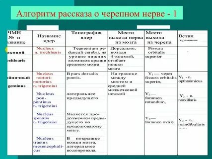 Черепные нервы где выходят
