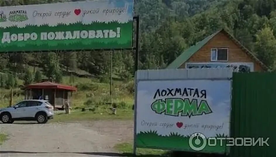 Лохматая ферма горный алтай. Лохматая ферма республика алтай чемальский. Узнезя зоопарк алтай. Чемал зоопарк. Узнезя зоопарк алтай.