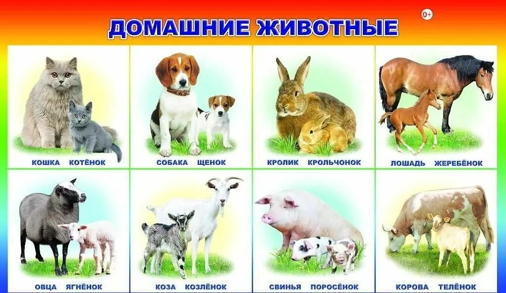 Картинки Домашние животные 2 младшая группа (39 шт.) - #8989