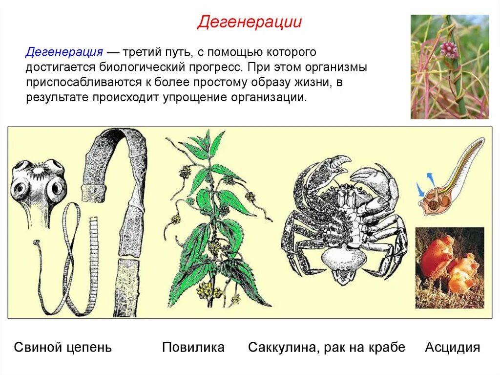 Понятия дегенерации. Общая дегенерация это в биологии. Общая дегенерация катагенез. Общая дегенерация у животных и растений. Дегенерация примеры.