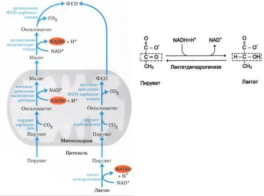 Лактат в оксалоацетат. Превращение ФЕП В пируват. Схема гликолиза биохимия. Лактат превращается в пируват. Митохондрия аэробный