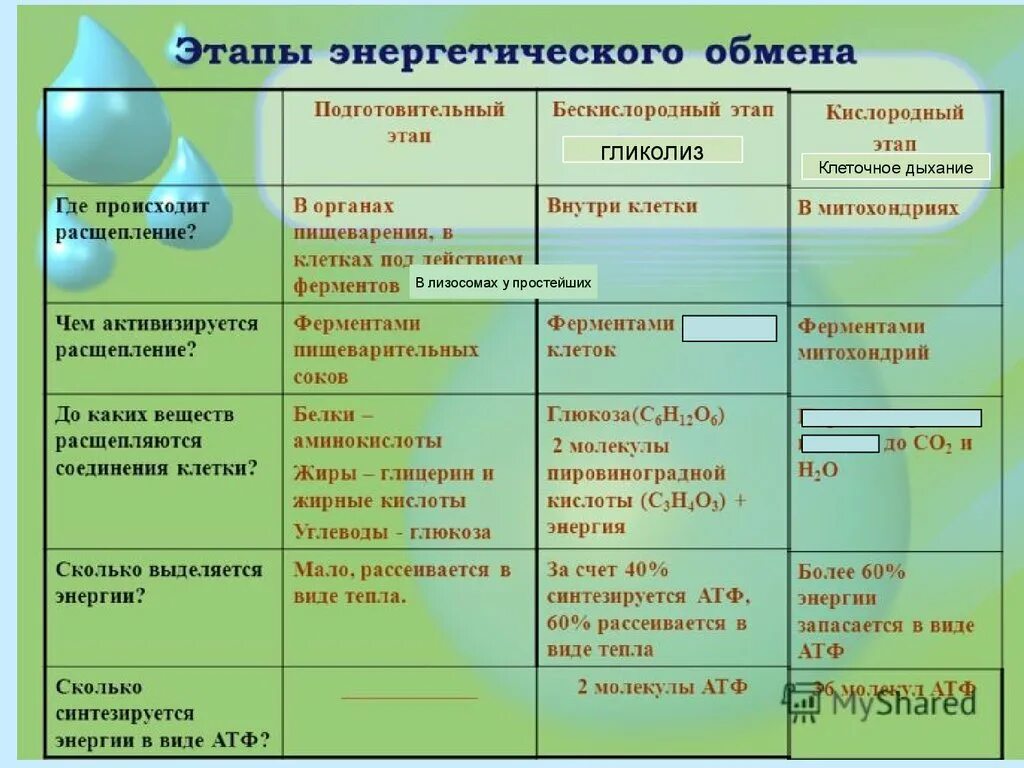 Энергетический обмен клетки тест. Этапы энергетического обмена исходные вещества. Бескислородный и кислородный этапы энергетического обмена. Энергетический обмен подготовительный бескислородный и. Роль энергетического обмена биология.