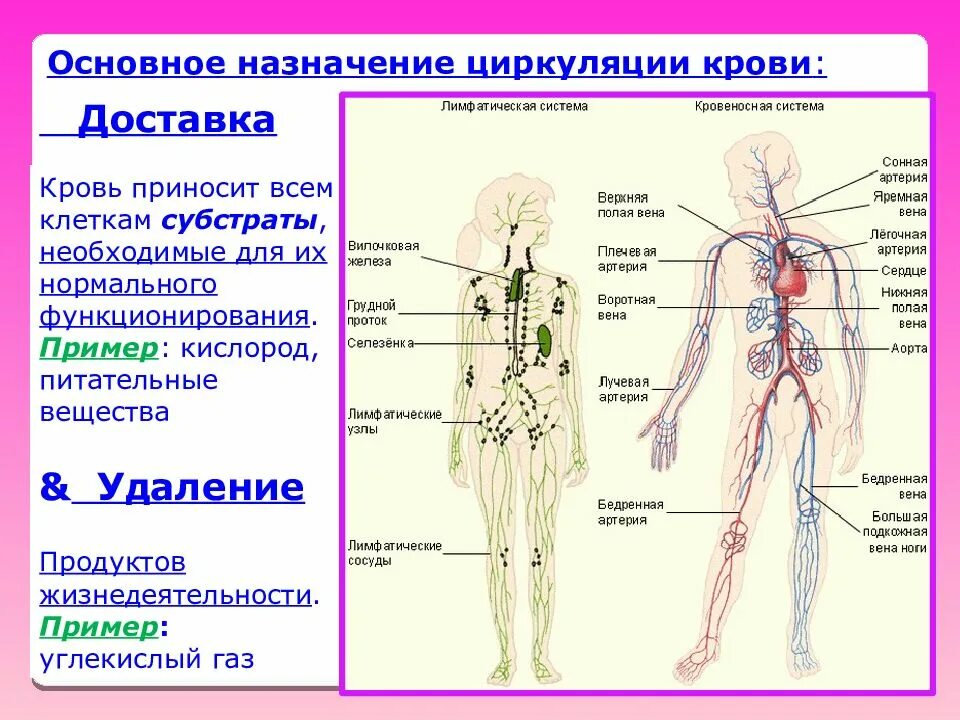 Строение лимфатической системы человека в картинках. Лимфатическая система женщины схема. Лимфатическая система лимфоузлы. Схема лимфатических сосудов человека. Рисунок лимфатической системы