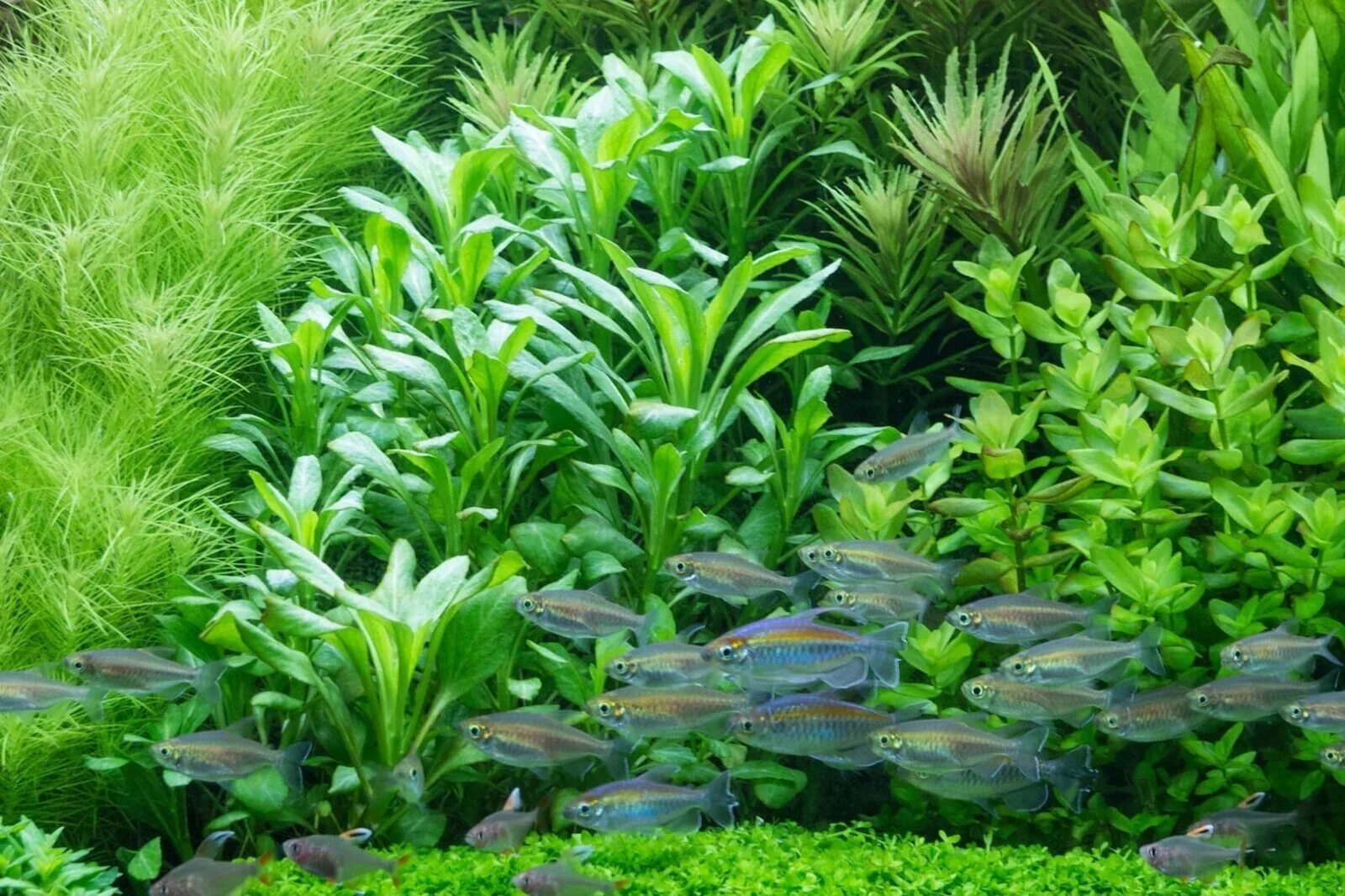 элеохарис парвула мини. альтенантеры рейнеки мини. лобелия кардинальская (lobelia cardinalis). альтернантера рейнеке. мини растения аквариумные.