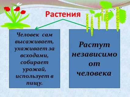 Как узнать растения презентация для дошкольников