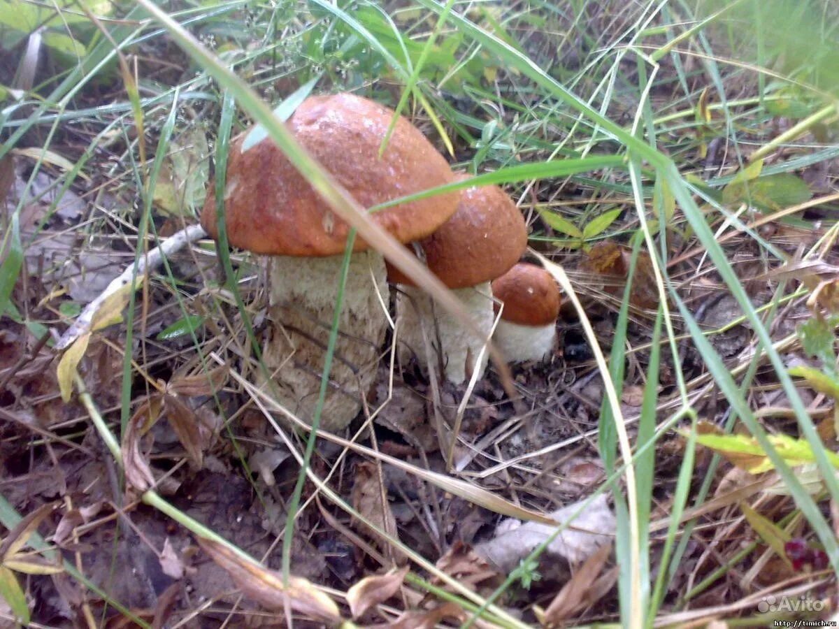 Грибы лен обл опята. Подберезовик масленок боровик. Гриб ведьмин боровик. Какие грибы в народе. Грибы в лесах коми.