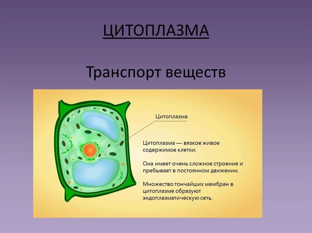 Строение цитоплазмы биология. Цитоплазма клетки биология 1- класс. Цитоплазма клетки биология 10 класс. Цитоплазма органоиды рисунок. Строение клетки функции цитоплазмы